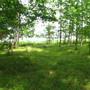 Photo of SOLD!  30 Acres of Hunting and Farm Land For Sale in Southampton County VA!