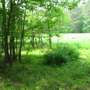Photo of SOLD!  30 Acres of Hunting and Farm Land For Sale in Southampton County VA!