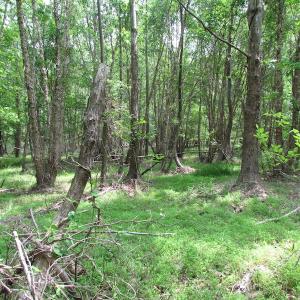 Photo of SOLD!  30 Acres of Hunting and Farm Land For Sale in Southampton County VA!