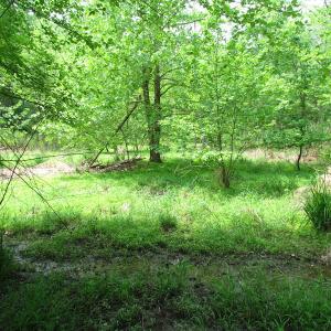 Photo of SOLD!  30 Acres of Hunting and Farm Land For Sale in Southampton County VA!