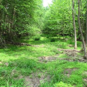 Photo of SOLD!  30 Acres of Hunting and Farm Land For Sale in Southampton County VA!