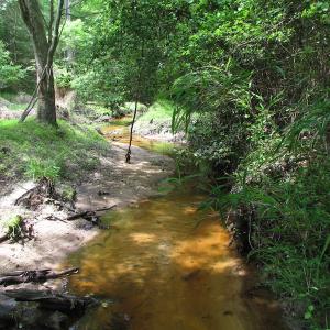 Photo of SOLD!  30 Acres of Hunting and Farm Land For Sale in Southampton County VA!