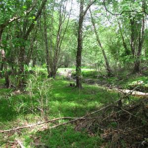 Photo of SOLD!  30 Acres of Hunting and Farm Land For Sale in Southampton County VA!