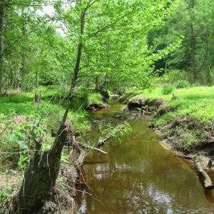 Photo of SOLD!  30 Acres of Hunting and Farm Land For Sale in Southampton County VA!
