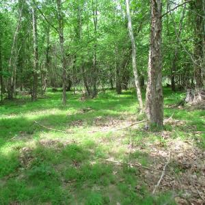 Photo of SOLD!  30 Acres of Hunting and Farm Land For Sale in Southampton County VA!