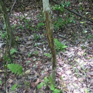 Photo of SOLD!  30 Acres of Hunting and Farm Land For Sale in Southampton County VA!