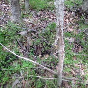 Photo of SOLD!  30 Acres of Hunting and Farm Land For Sale in Southampton County VA!