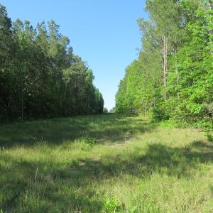 Photo of UNDER CONTRACT!  380 Acres of Farm and Timber Land For Sale in Robeson and Hoke Counties!