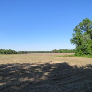 Photo of UNDER CONTRACT!  380 Acres of Farm and Timber Land For Sale in Robeson and Hoke Counties!