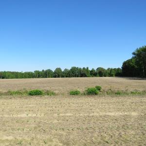 Photo of UNDER CONTRACT!  380 Acres of Farm and Timber Land For Sale in Robeson and Hoke Counties!