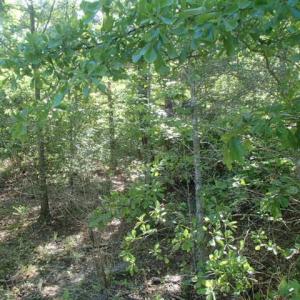 Photo of UNDER CONTRACT!  77 Acres of Riverfront Hunting Land For Sale in Nash County NC!