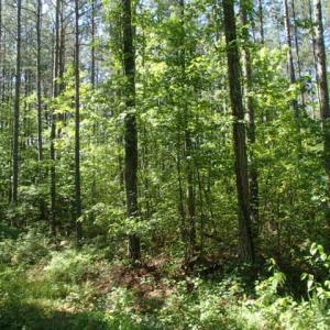 Photo of UNDER CONTRACT!  77 Acres of Riverfront Hunting Land For Sale in Nash County NC!