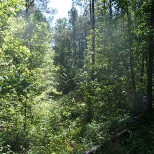 Photo of UNDER CONTRACT!  77 Acres of Riverfront Hunting Land For Sale in Nash County NC!