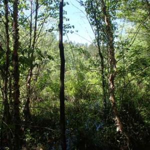 Photo of UNDER CONTRACT!  77 Acres of Riverfront Hunting Land For Sale in Nash County NC!