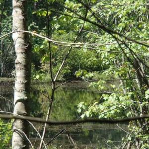 Photo of UNDER CONTRACT!  77 Acres of Riverfront Hunting Land For Sale in Nash County NC!