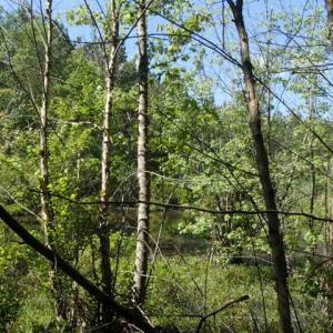 Photo of UNDER CONTRACT!  77 Acres of Riverfront Hunting Land For Sale in Nash County NC!