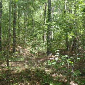 Photo of UNDER CONTRACT!  77 Acres of Riverfront Hunting Land For Sale in Nash County NC!