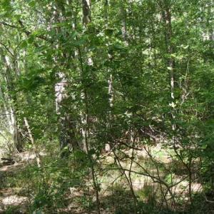 Photo of UNDER CONTRACT!  77 Acres of Riverfront Hunting Land For Sale in Nash County NC!