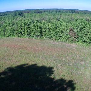 Photo of UNDER CONTRACT!  60 Acres of Farm and Timber Land For Sale in Halifax County NC!