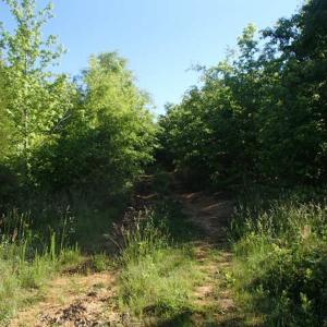 Photo of UNDER CONTRACT!  60 Acres of Farm and Timber Land For Sale in Halifax County NC!