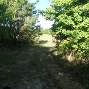 Photo of UNDER CONTRACT!  60 Acres of Farm and Timber Land For Sale in Halifax County NC!