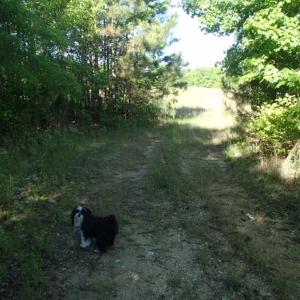 Photo of UNDER CONTRACT!  60 Acres of Farm and Timber Land For Sale in Halifax County NC!