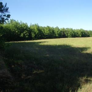 Photo of UNDER CONTRACT!  60 Acres of Farm and Timber Land For Sale in Halifax County NC!
