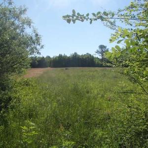 Photo of UNDER CONTRACT!  60 Acres of Farm and Timber Land For Sale in Halifax County NC!