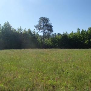 Photo of UNDER CONTRACT!  60 Acres of Farm and Timber Land For Sale in Halifax County NC!