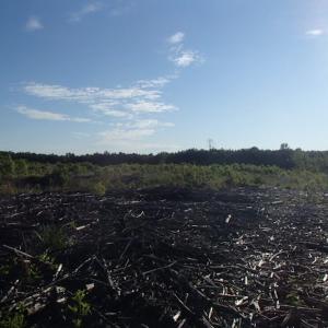 Photo of UNDER CONTRACT!  10 Acres of Residential Hunting Land For Sale in Nash County