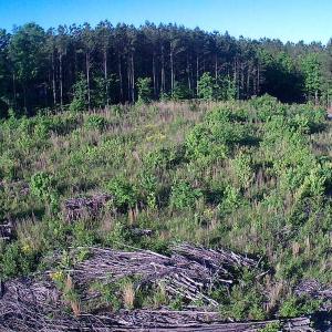 Photo of UNDER CONTRACT!  10 Acres Residential Hunting Land For Sale in Nash County NC!