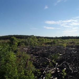 Photo of UNDER CONTRACT!  10 Acres Residential Hunting Land For Sale in Nash County NC!