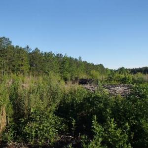 Photo of UNDER CONTRACT!  10 Acres Residential Hunting Land For Sale in Nash County NC!