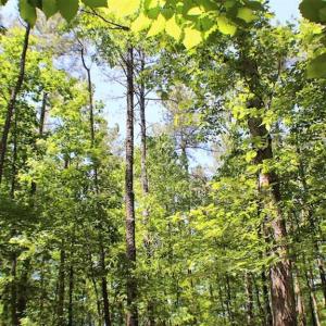 Photo of SOLD!!  8.84 Acres of Residential Land For Sale in Dinwiddie County VA!