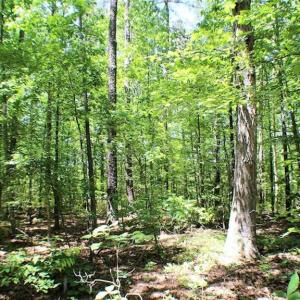 Photo of SOLD!!  8.84 Acres of Residential Land For Sale in Dinwiddie County VA!