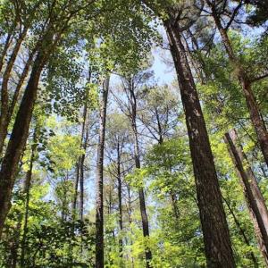 Photo of SOLD!!  8.84 Acres of Residential Land For Sale in Dinwiddie County VA!