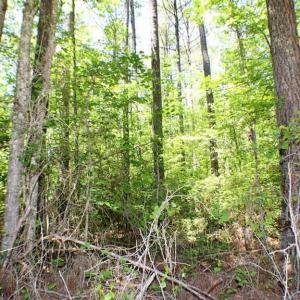 Photo of SOLD!!  8.84 Acres of Residential Land For Sale in Dinwiddie County VA!