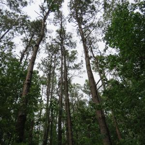 Photo of SOLD!  57 Acres of Timber Land for Sale in Columbus County NC!