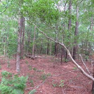 Photo of SOLD!  57 Acres of Timber Land for Sale in Columbus County NC!