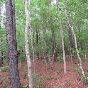 Photo of SOLD!  57 Acres of Timber Land for Sale in Columbus County NC!