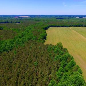 Photo of SOLD!  181 Acres of Farm and Timberland for Sale in Edgecombe County NC!