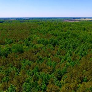 Photo of SOLD!  181 Acres of Farm and Timberland for Sale in Edgecombe County NC!