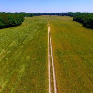 Photo of SOLD!  181 Acres of Farm and Timberland for Sale in Edgecombe County NC!