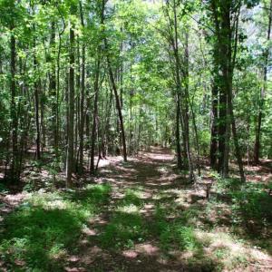 Photo of SOLD!  181 Acres of Farm and Timberland for Sale in Edgecombe County NC!