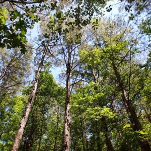 Photo of SOLD!  181 Acres of Farm and Timberland for Sale in Edgecombe County NC!