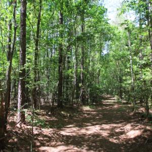 Photo of SOLD!  181 Acres of Farm and Timberland for Sale in Edgecombe County NC!