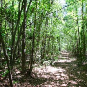 Photo of SOLD!  181 Acres of Farm and Timberland for Sale in Edgecombe County NC!
