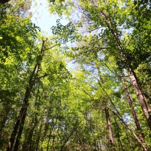 Photo of SOLD!  181 Acres of Farm and Timberland for Sale in Edgecombe County NC!