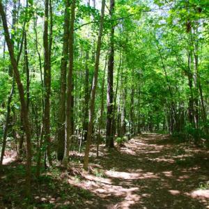 Photo of SOLD!  181 Acres of Farm and Timberland for Sale in Edgecombe County NC!