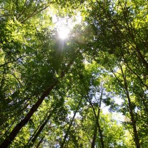 Photo of SOLD!  181 Acres of Farm and Timberland for Sale in Edgecombe County NC!